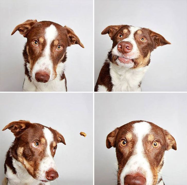 01 - Dogs in a Photobooth