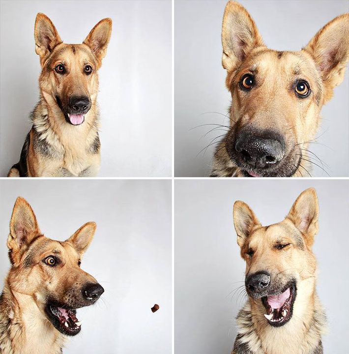 02 - Dogs in a Photobooth