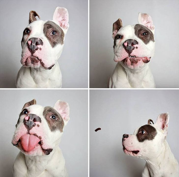 03 - Dogs in a Photobooth