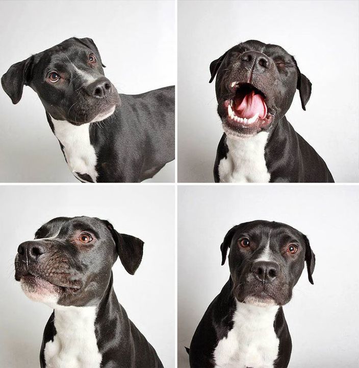 04 - Dogs in a Photobooth