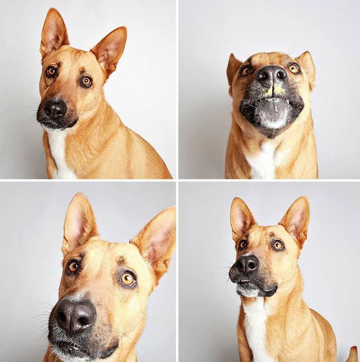 05 - Dogs in a Photobooth