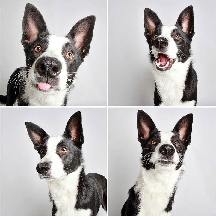 06 - Dogs in a Photobooth