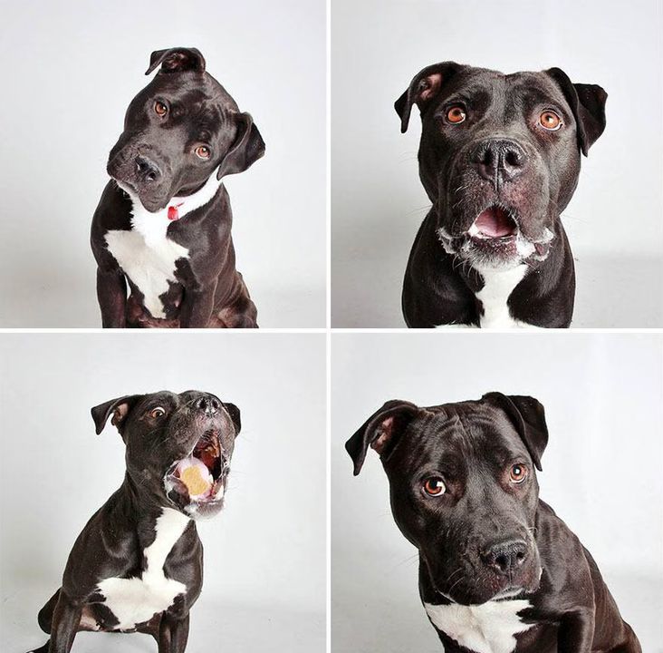 07 - Dogs in a Photobooth