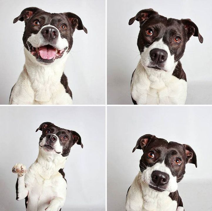 08 - Dogs in a Photobooth