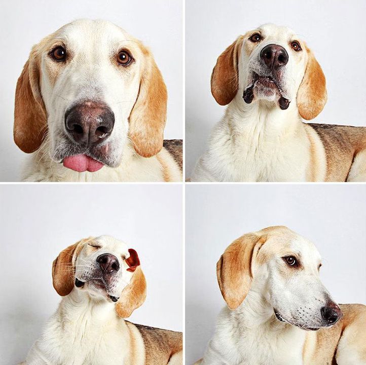 09 - Dogs in a Photobooth