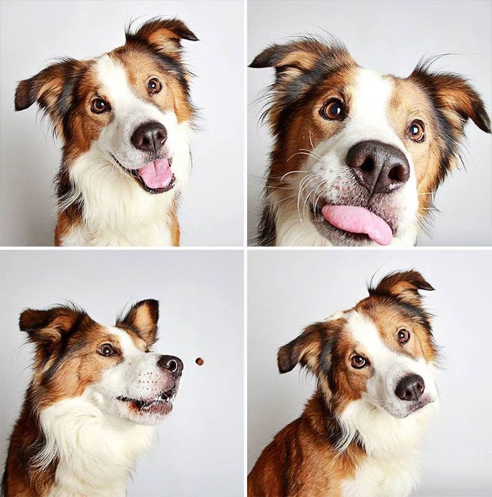 10 - Dogs in a Photobooth