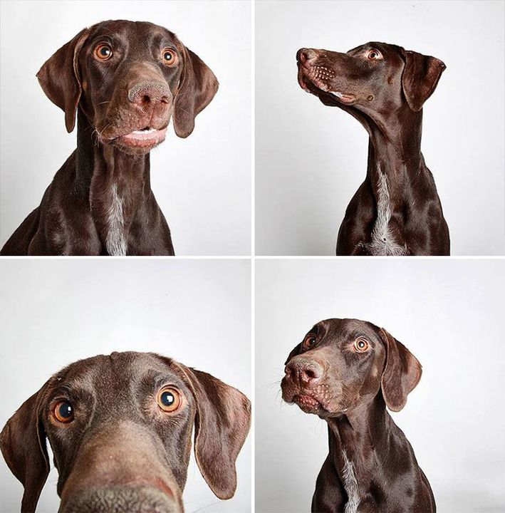 11 - Dogs in a Photobooth