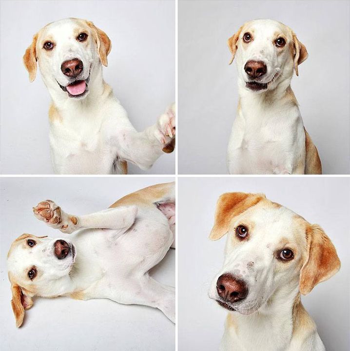 12 - Dogs in a Photobooth