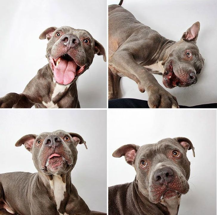 13 - Dogs in a Photobooth