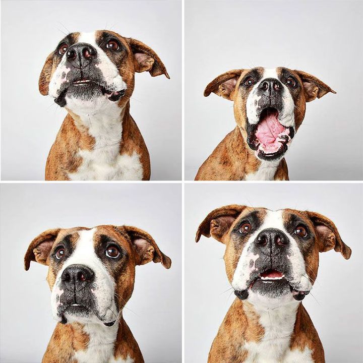 14 - Dogs in a Photobooth