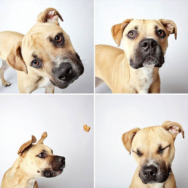 15 - Dogs in a Photobooth