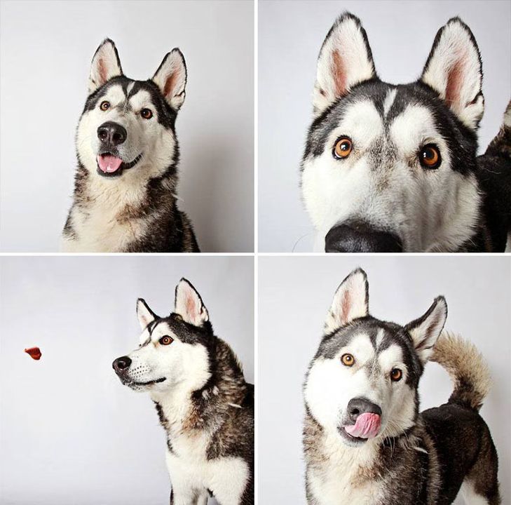 16 - Dogs in a Photobooth