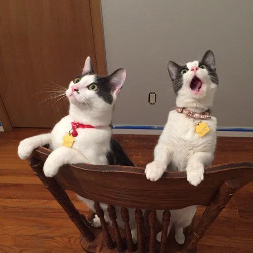 Cats See Ceiling Fan Move For The First Time (PHOTO)