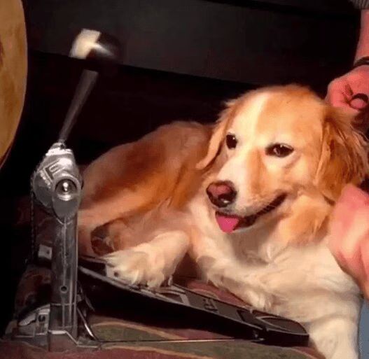 Dog drums to 'Seven Nation Army' by the White Stripes (VIDEO)