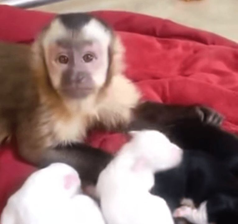 Monkey Loves His Puppies (VIDEO)