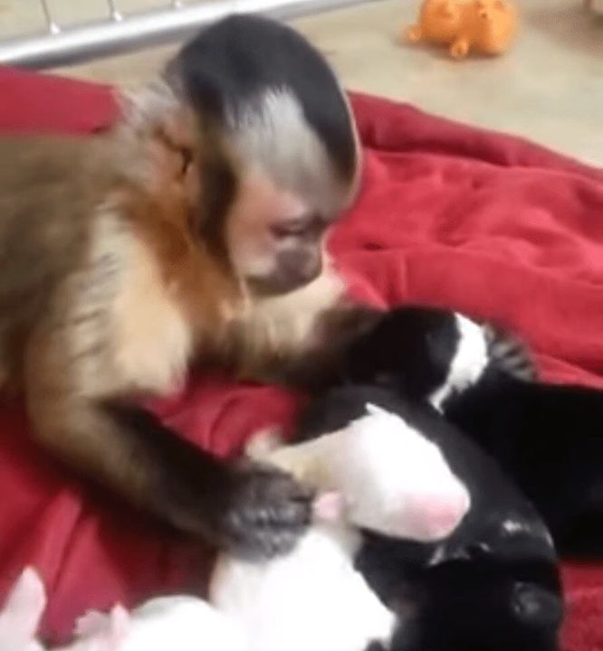 Monkey Loves His Puppies