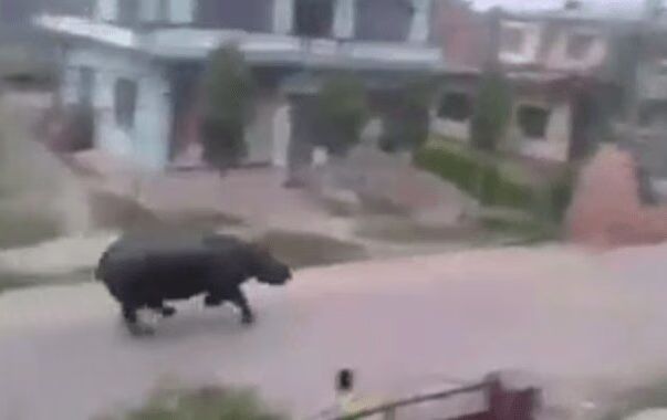 Rhino Runs Amok In Nepal Town, Chases Motorcycle, One Dead (VIDEO)