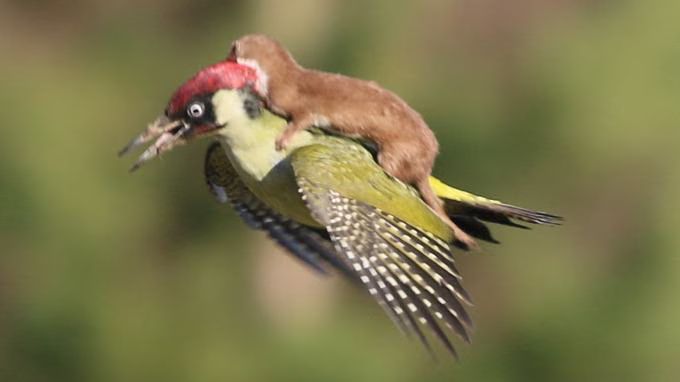 Viral 'Weasel Piggybacking on Woodpecker' Photo is a Lot Darker Than It Looks Like (PHOTO)