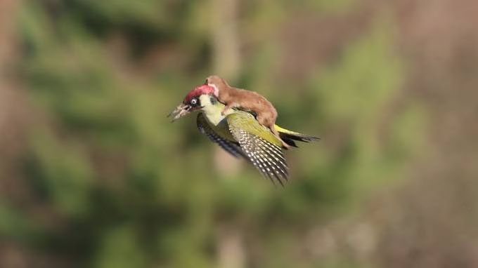 Viral 'Weasel Piggybacking on Woodpecker' Photo is a Lot Darker Than It Looks Like