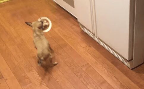 Adorable Rescue Refuses To Eat Alone (VIDEO)