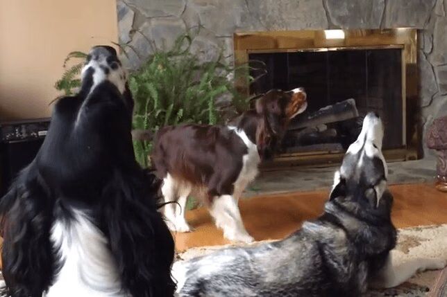 Annoyed Husky Starts Adorable Howling Party (VIDEO)
