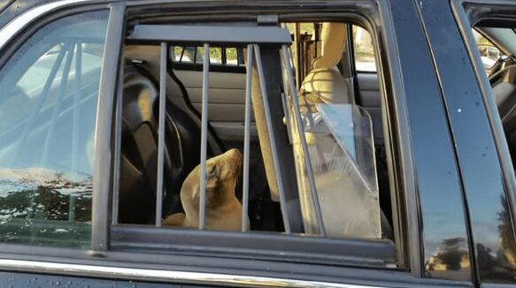 Baby Sea Lion Arrested and Detained By Police For Trespassing at High School (PHOTOS)