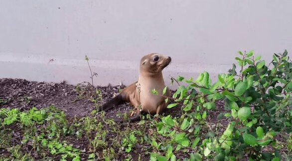 Baby Sea Lion Arrested and Detained By Police For Trespassing at High School