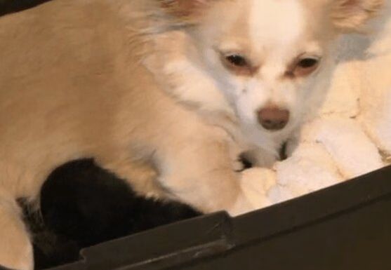 Chihuahua Mother Nurses Two Abandoned Kittens (VIDEO)