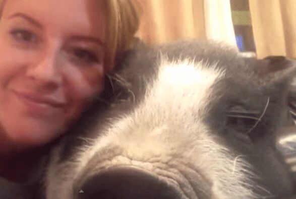 Grumpy Pig Does Not Want To Be Cuddled (VIDEO)