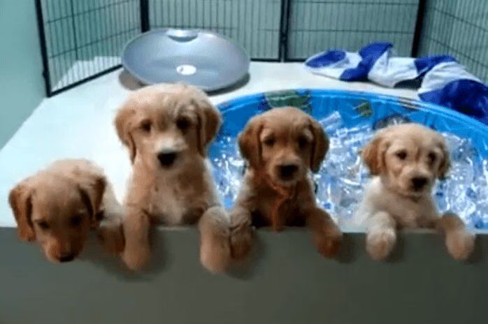 Puppies working at the Recycling Center is the Best Ever (VIDEO)