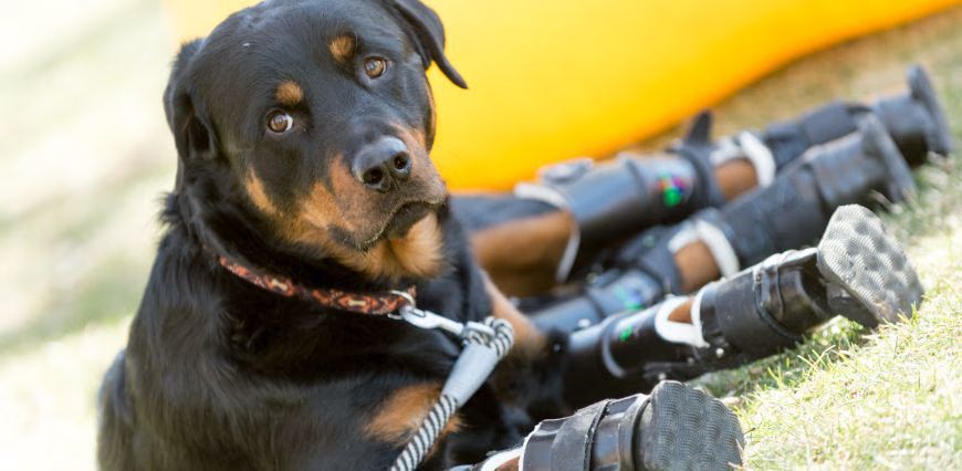Rottweiler Just Got 4 Prosthetic Legs After Paws Amputated By Frostbite (VIDEO)