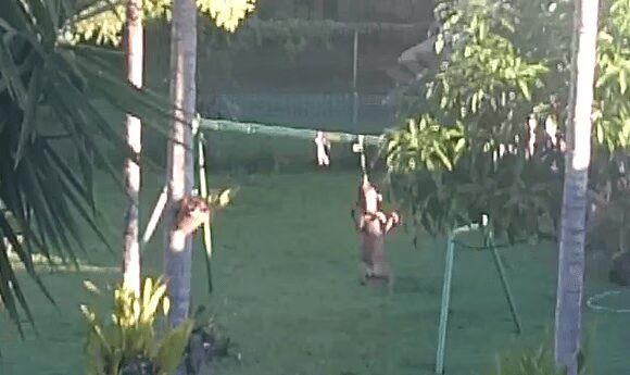 See This Dog Swing On A Swing Set For Dogs (VIDEO)