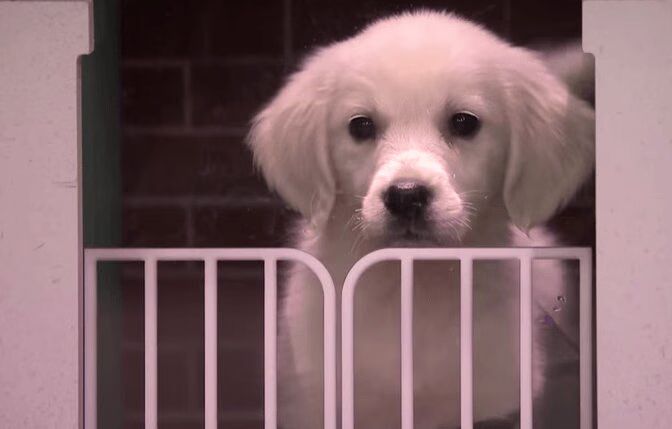 16 Puppies Adorably Predict Winner of 141st Kentucky Derby (VIDEO) Winner