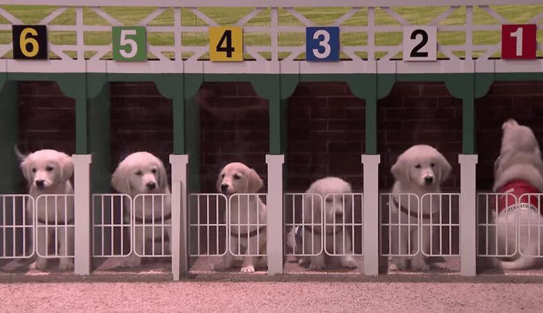 16 Puppies Adorably Predict Winner of 141st Kentucky Derby (VIDEO)