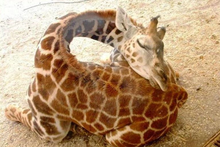 Baby Giraffes Nap Time 01