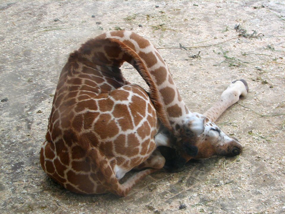 Baby Giraffes Nap Time 02