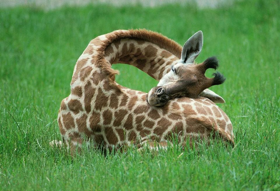Baby Giraffes Nap Time 03