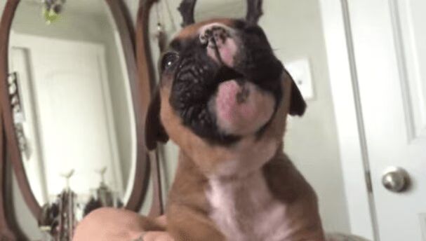 Boxer Puppy Howling For The First Time Will Make You Want To Hug Someone