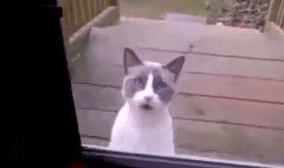 Cat Talking To Its Human... WHAT?!? (VIDEO)