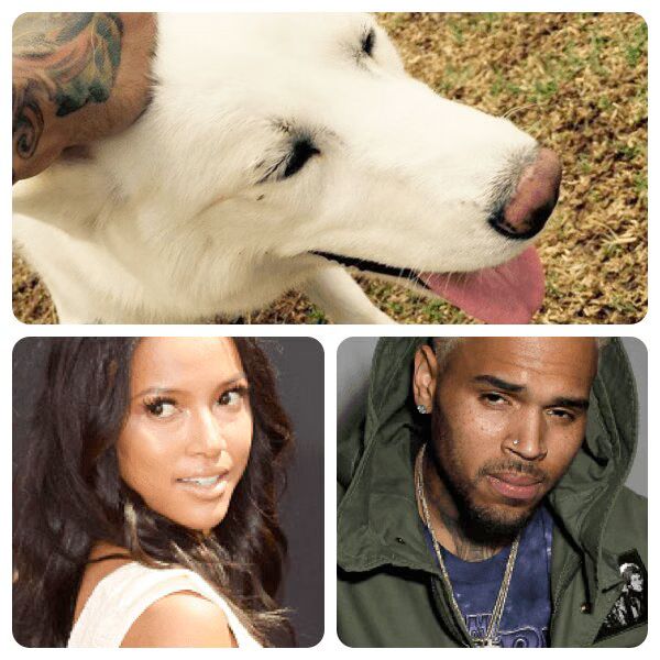 Chris Brown And Karrueche Tran Back Together? Ask The Dog!