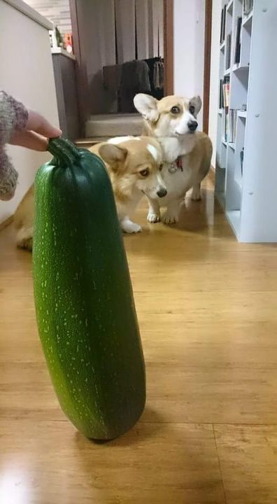 Corgis Terrified By Giant Zucchini - So Adorable