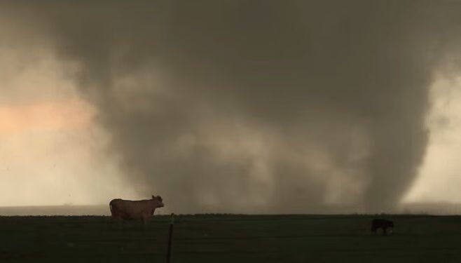 Cows Come Face To Face with Tornado (VIDEO)