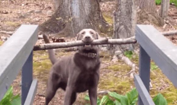 Dog Solves Giant Stick Problem Like A Champ (VIDEO)