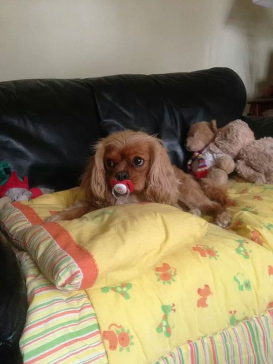 Dogs with Pacifiers 01