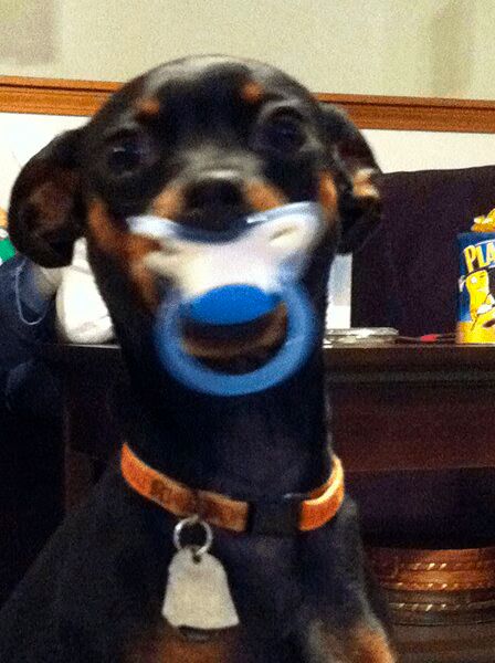 Dogs with Pacifiers 02
