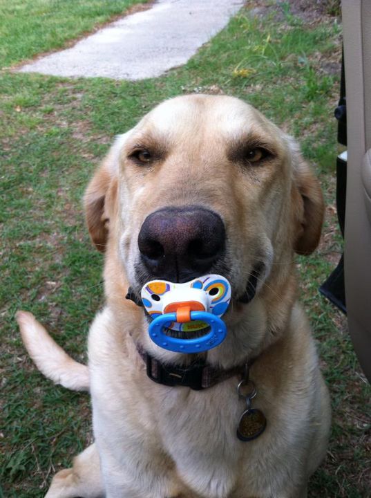 Dogs with Pacifiers 03