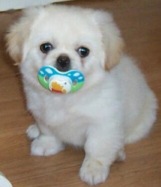 Dogs with Pacifiers 04