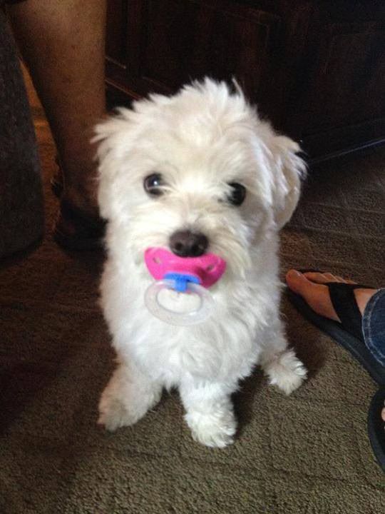 Dogs with Pacifiers 05