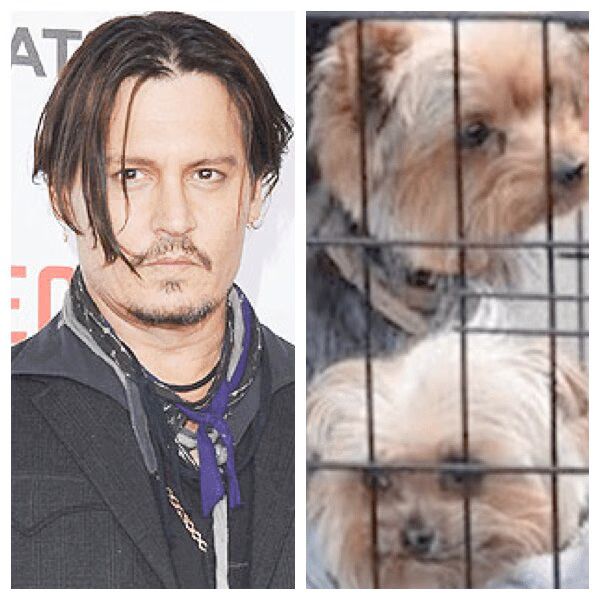 Johnny Depp Could Face 10 Years In Jail For Dog Smuggling In Australia