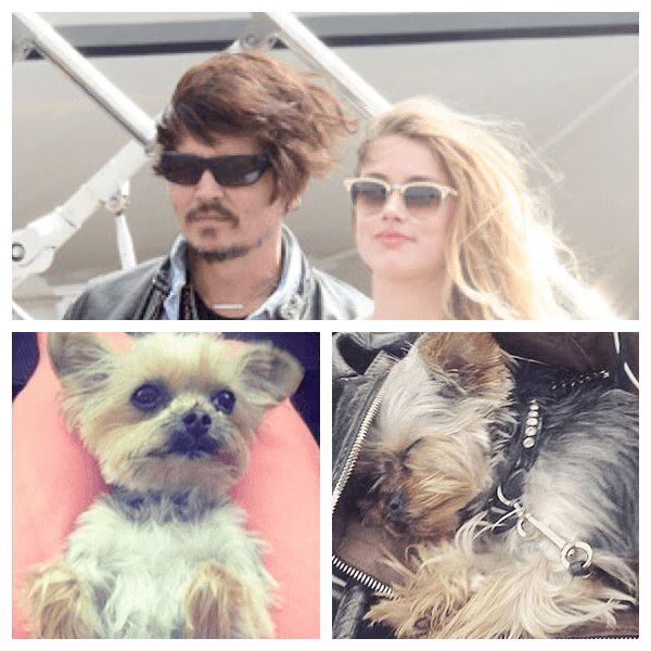Johnny Depp's Dogs Flying Back To Safety After Death Sentence Australia